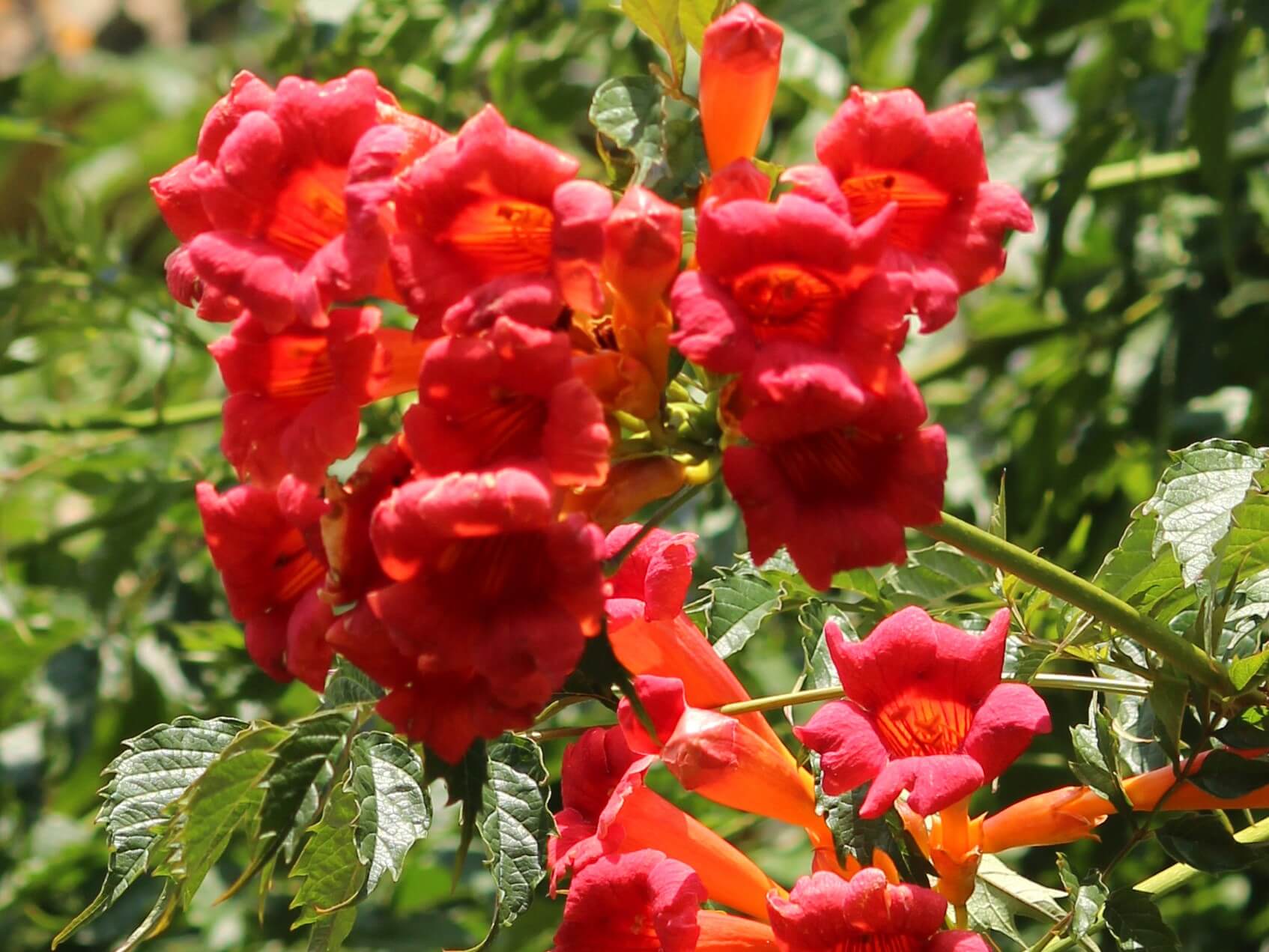 Trumpet Vine, Flamenco