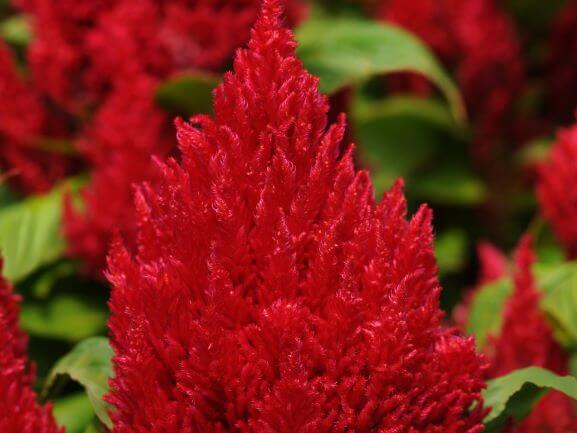 Celosia, First Flame Red