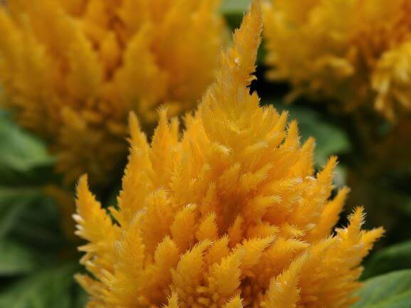 Celosia, First Flame Yellow