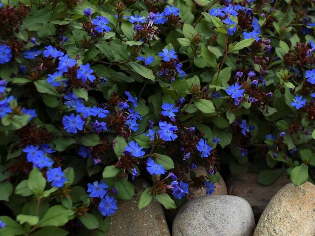 Plumbago