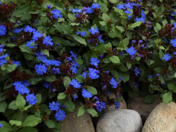 Plumbago