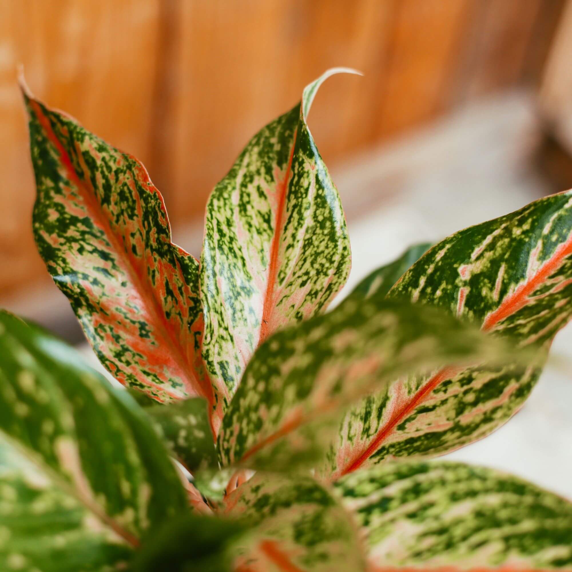 Chinese Evergreen, Sparkling Sarah