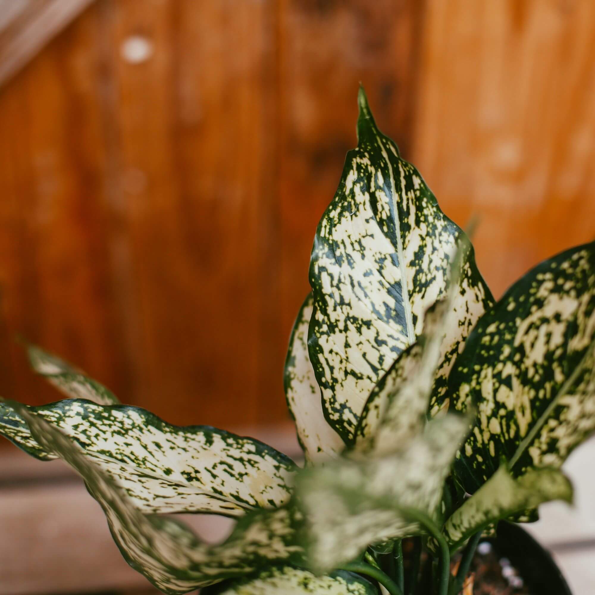 Chinese Evergreen, Spring Snow