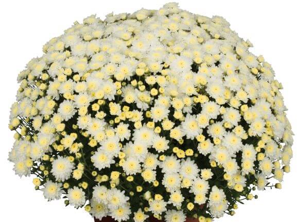 Chrysanthemum, Chelsey White