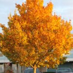 Zelkova, City Sprite