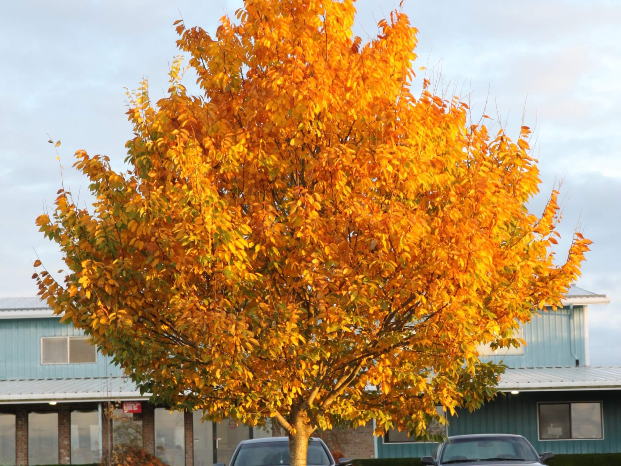 Zelkova, City Sprite