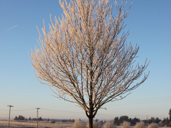 Zelkova, City Sprite - Image 2