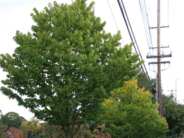 Zelkova, City Sprite - Image 5