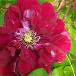 Clematis, Charmaine