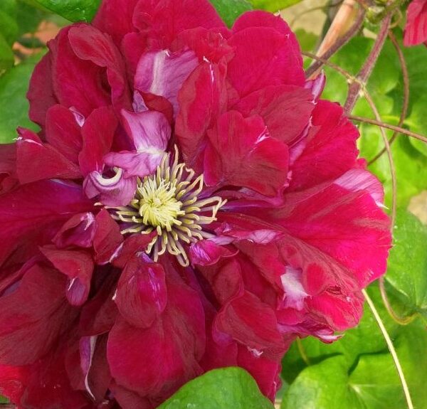 Clematis, Charmaine