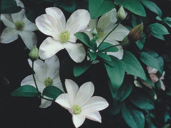 Clematis, Huldine