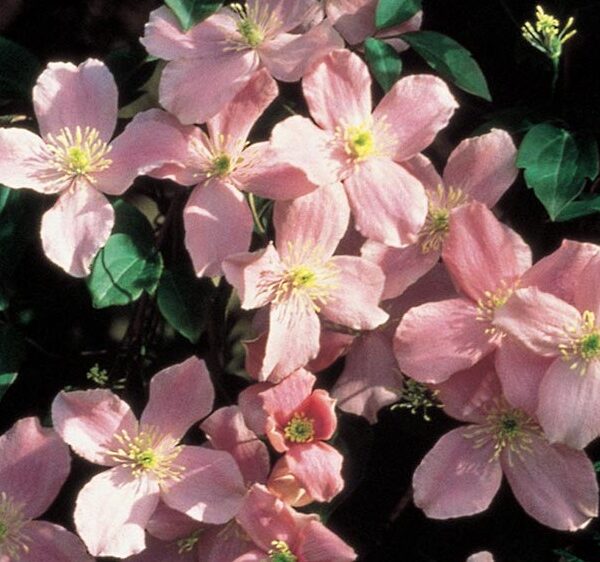 Clematis, Rubens