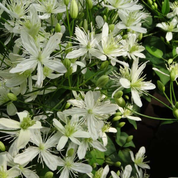 Clematis, Sweet Autumn