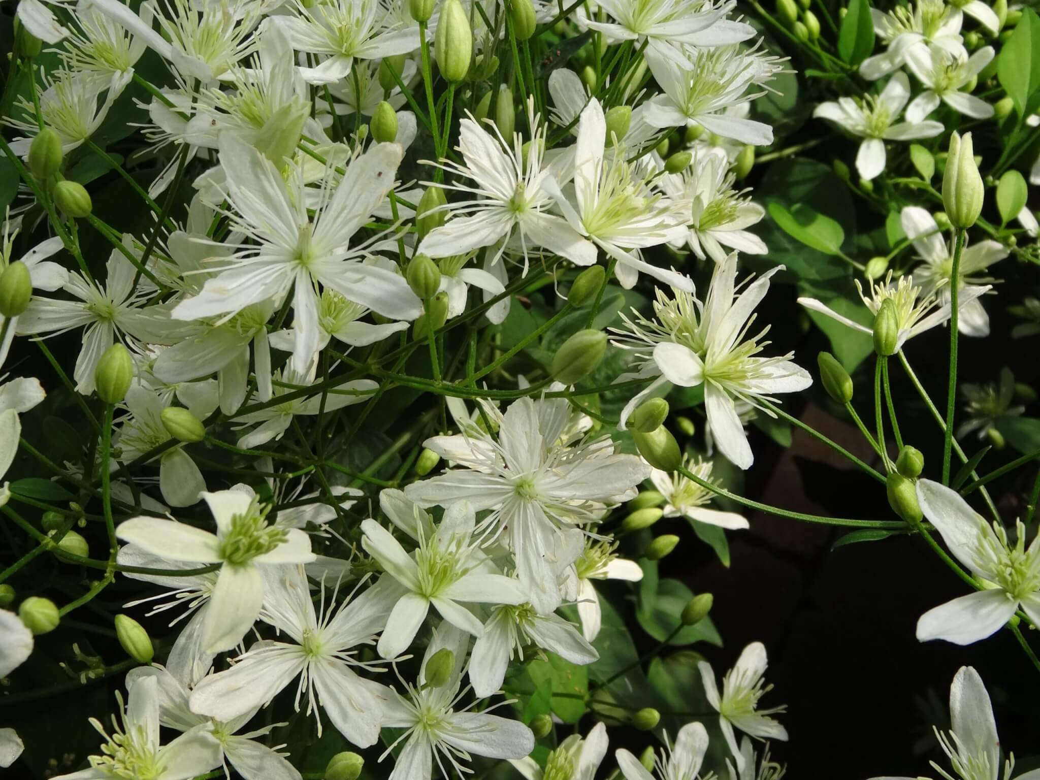 Clematis autumn online