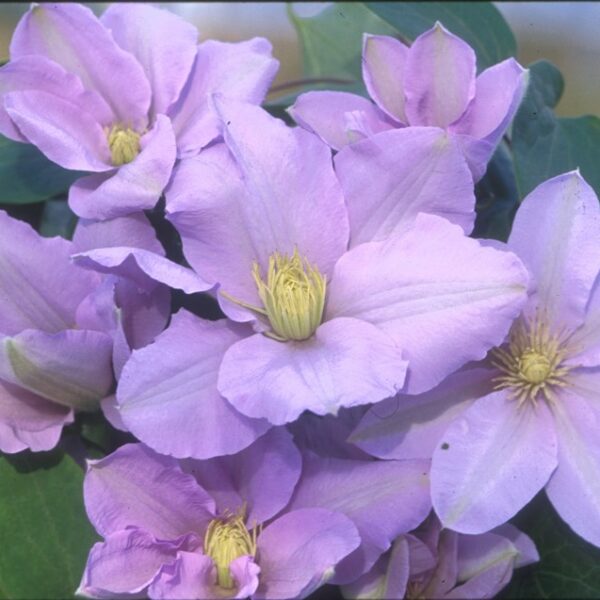 Clematis, Silver Moon