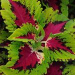 Coleus, Kong Junior Rose
