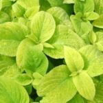 Coleus, Wizard Golden