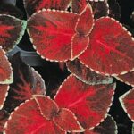 Coleus, Wizard Velvet Red