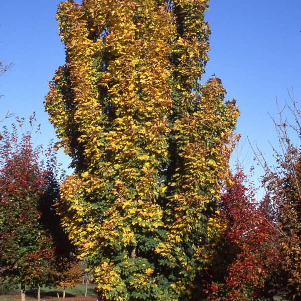 Maple, Norway Columnar