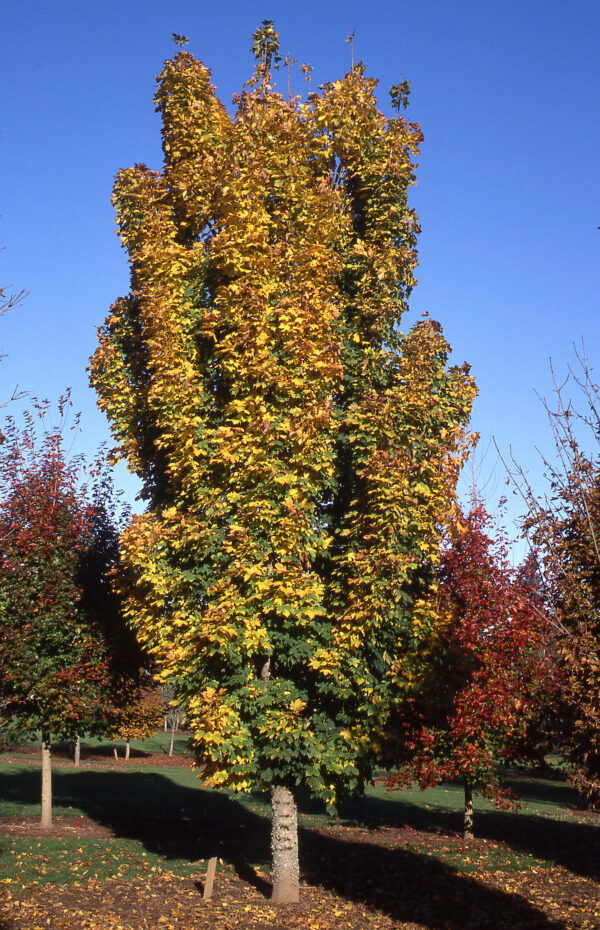 Maple, Norway Columnar