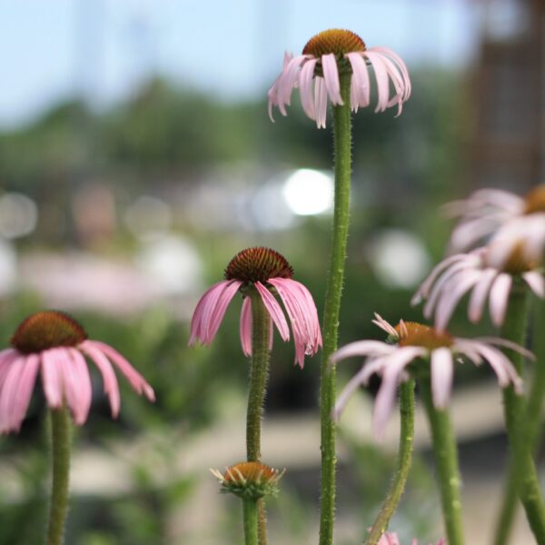 Coneflower, Pale Purple