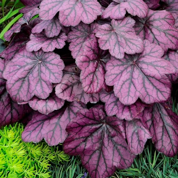 Coralbells, Wild Rose
