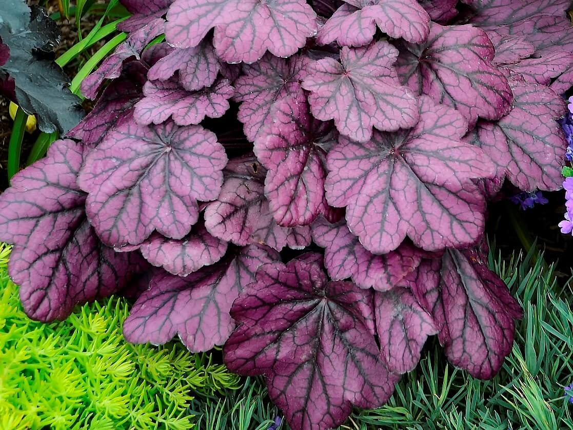 Coralbells, Wild Rose