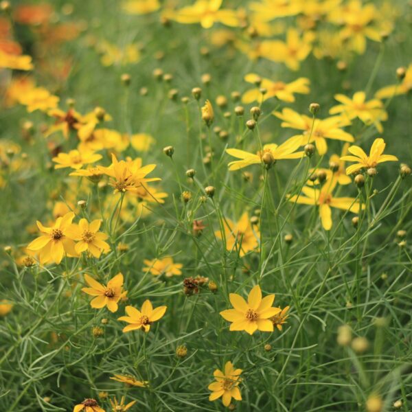 Coreopsis, Cruzin Electric Avenue