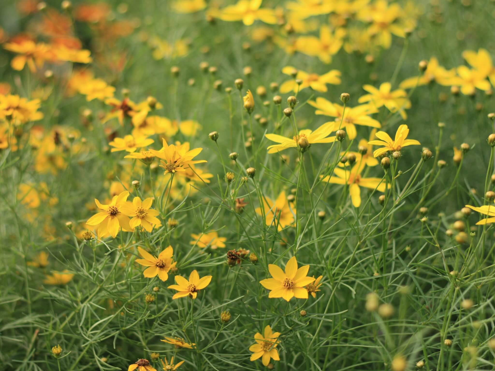 Coreopsis, Cruzin Electric Avenue