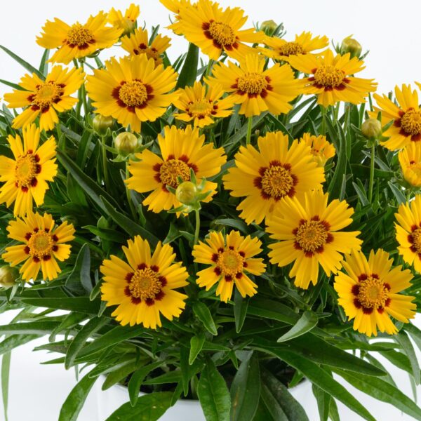 Coreopsis, Solanna Bright Touch