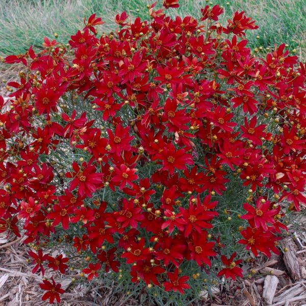 Coreopsis, Hot Paprika