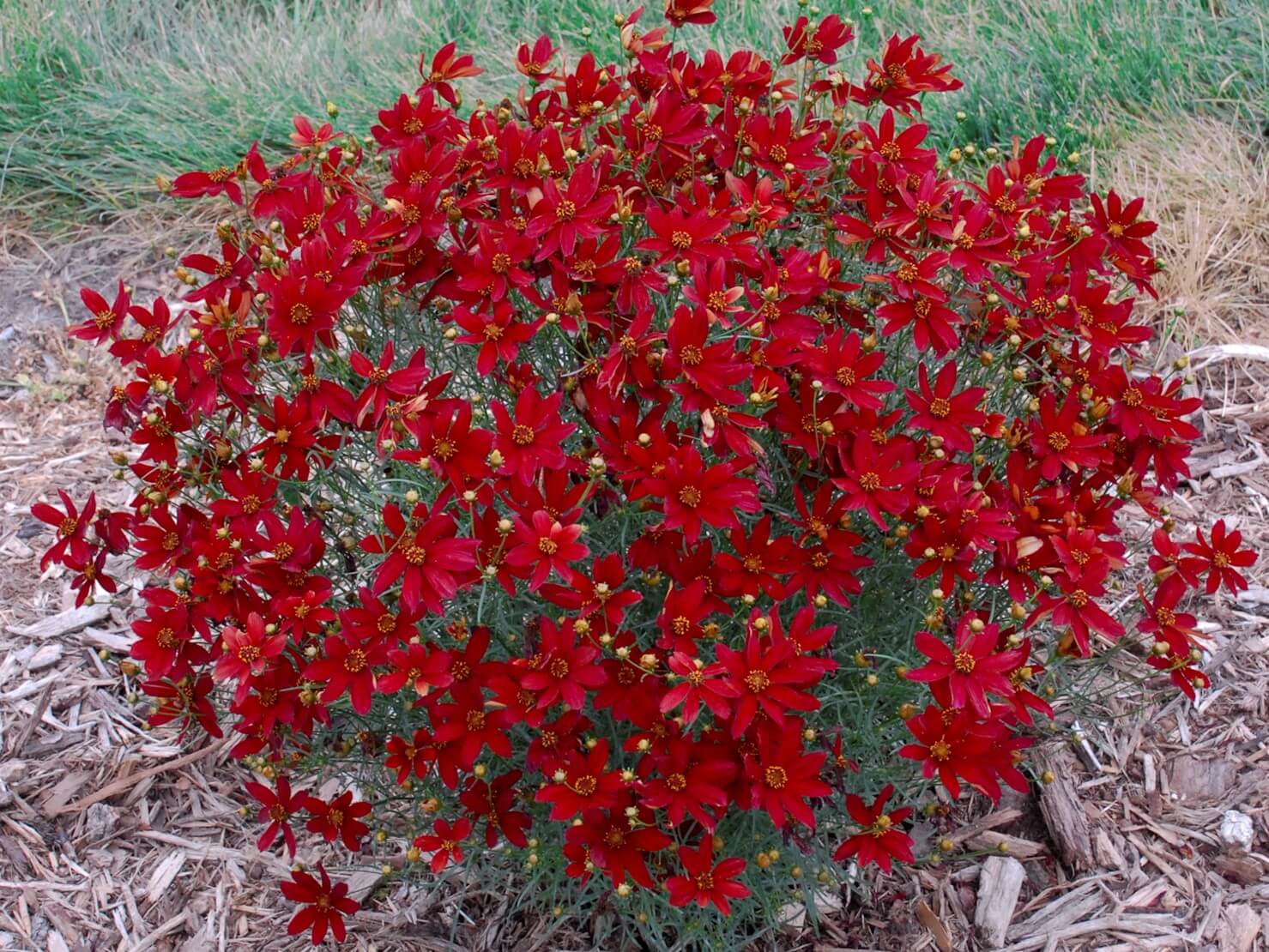 Coreopsis, Hot Paprika