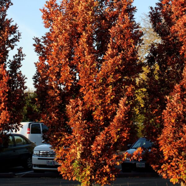 Oak, Hybrid Crimson Spire