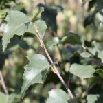 Birch, Japanese White Dakota Pinnacle