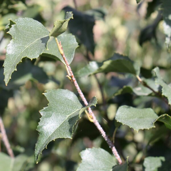 Birch, Japanese White Dakota Pinnacle