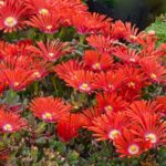 Ice Plant, Red Mountain