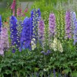 Delphinium, New Millenium Mini Stars