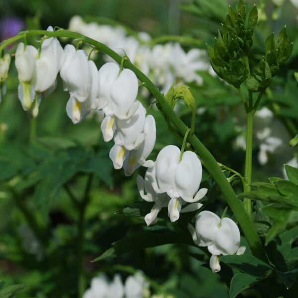 Bleeding Heart, White