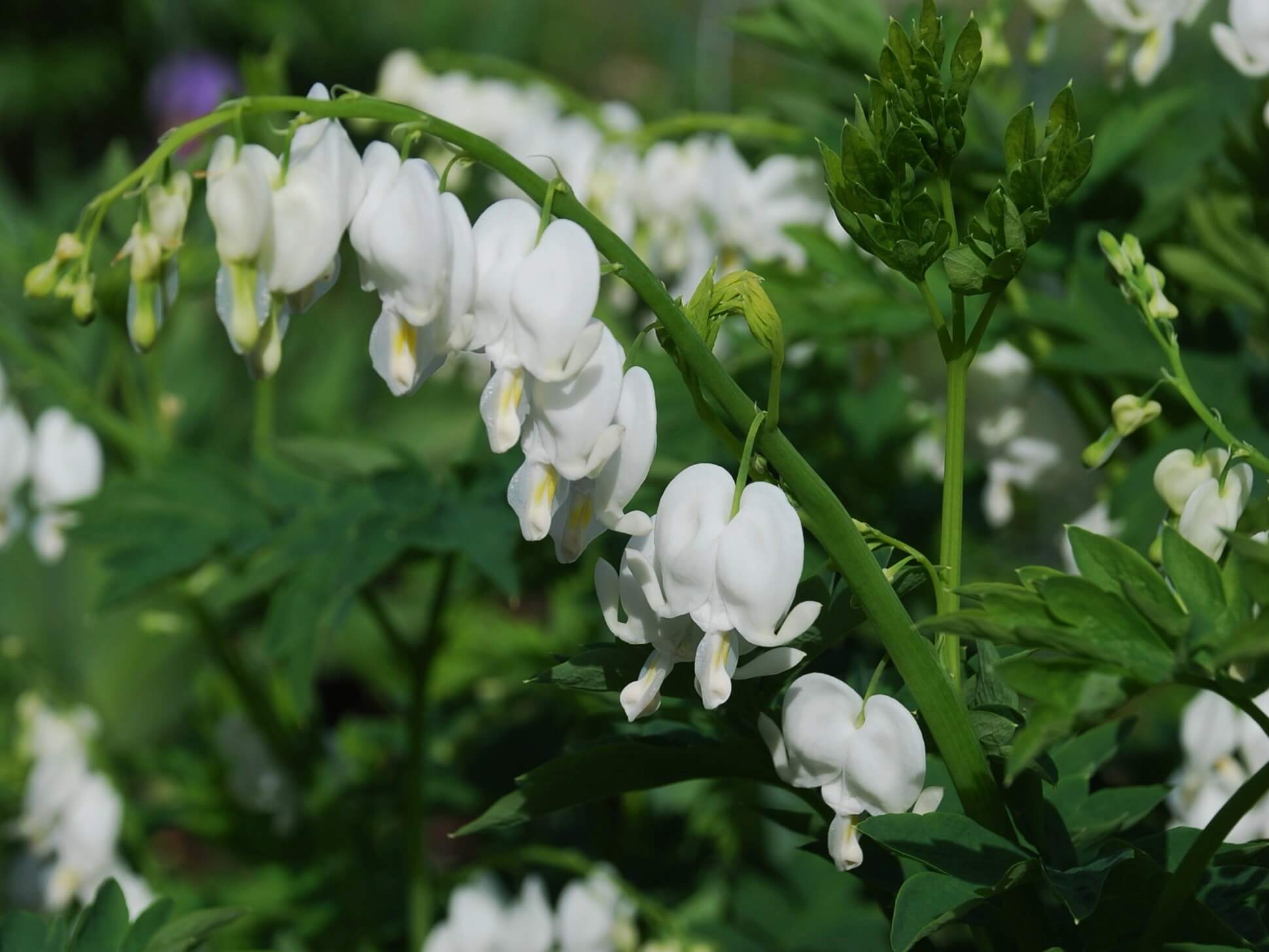 Bleeding Heart, White