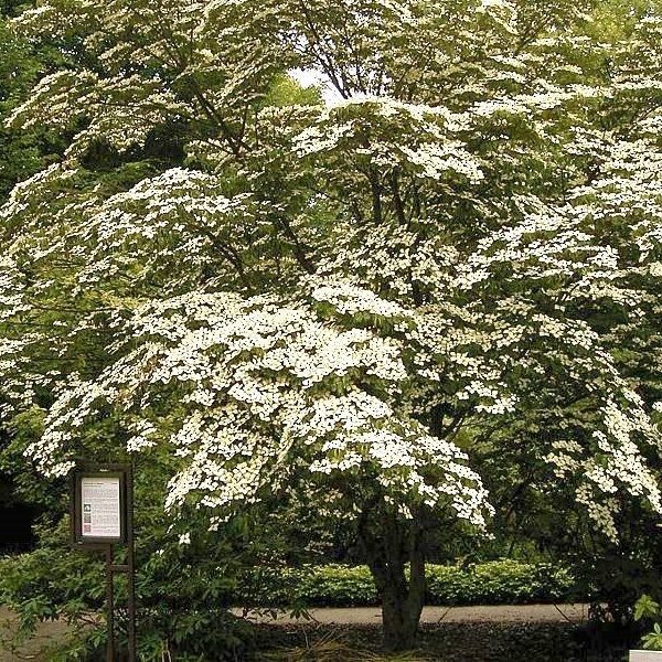 Dogwood, Chinese Milky Way
