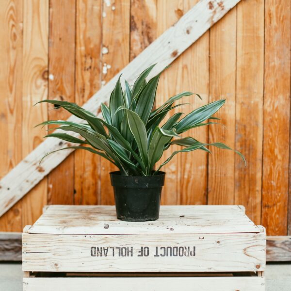 Dracaena, Warneckii