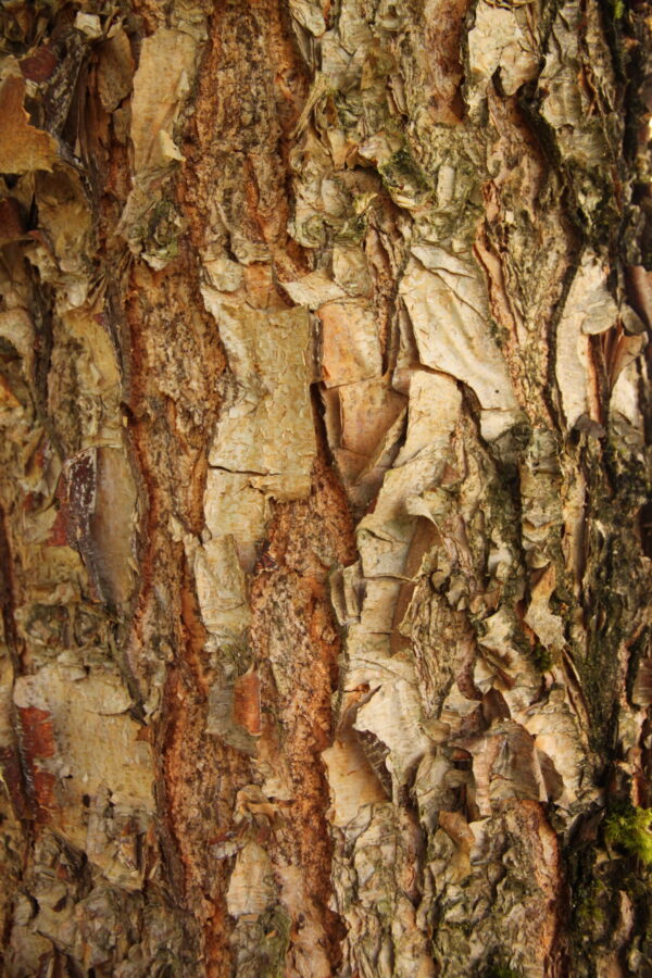 Birch, River Dura Heat - Image 3