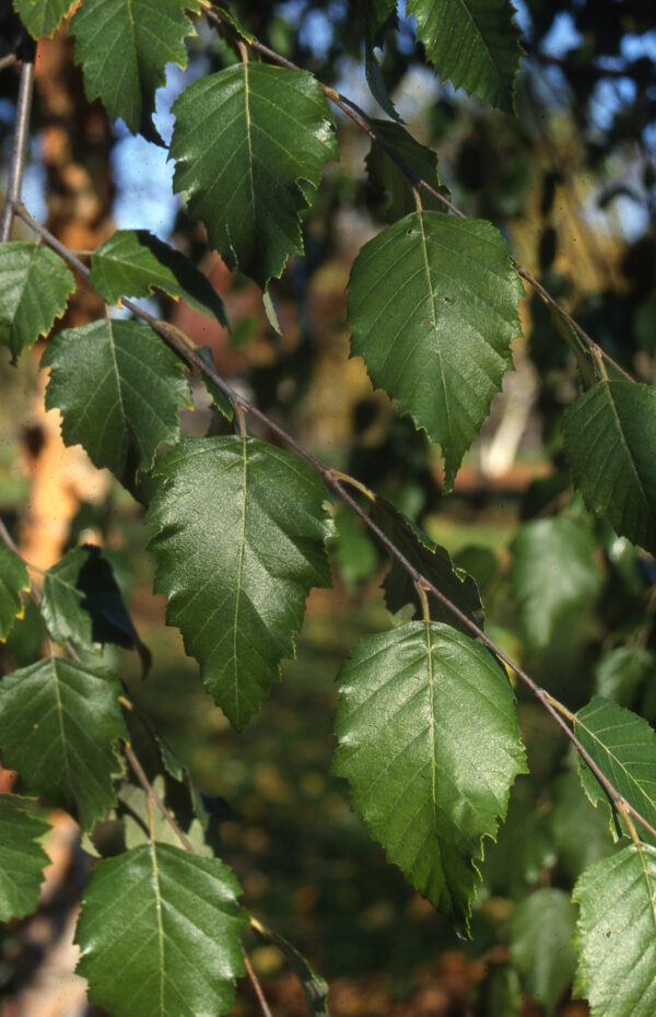 Birch, River Dura Heat - Image 4