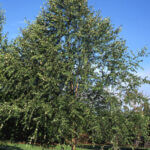 Birch, River Dura Heat
