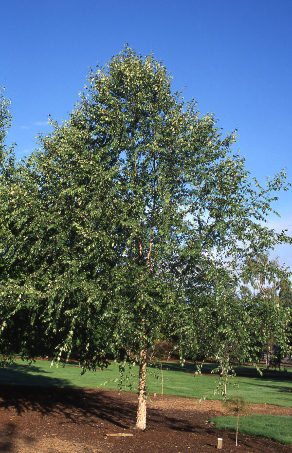 Birch, River Dura Heat