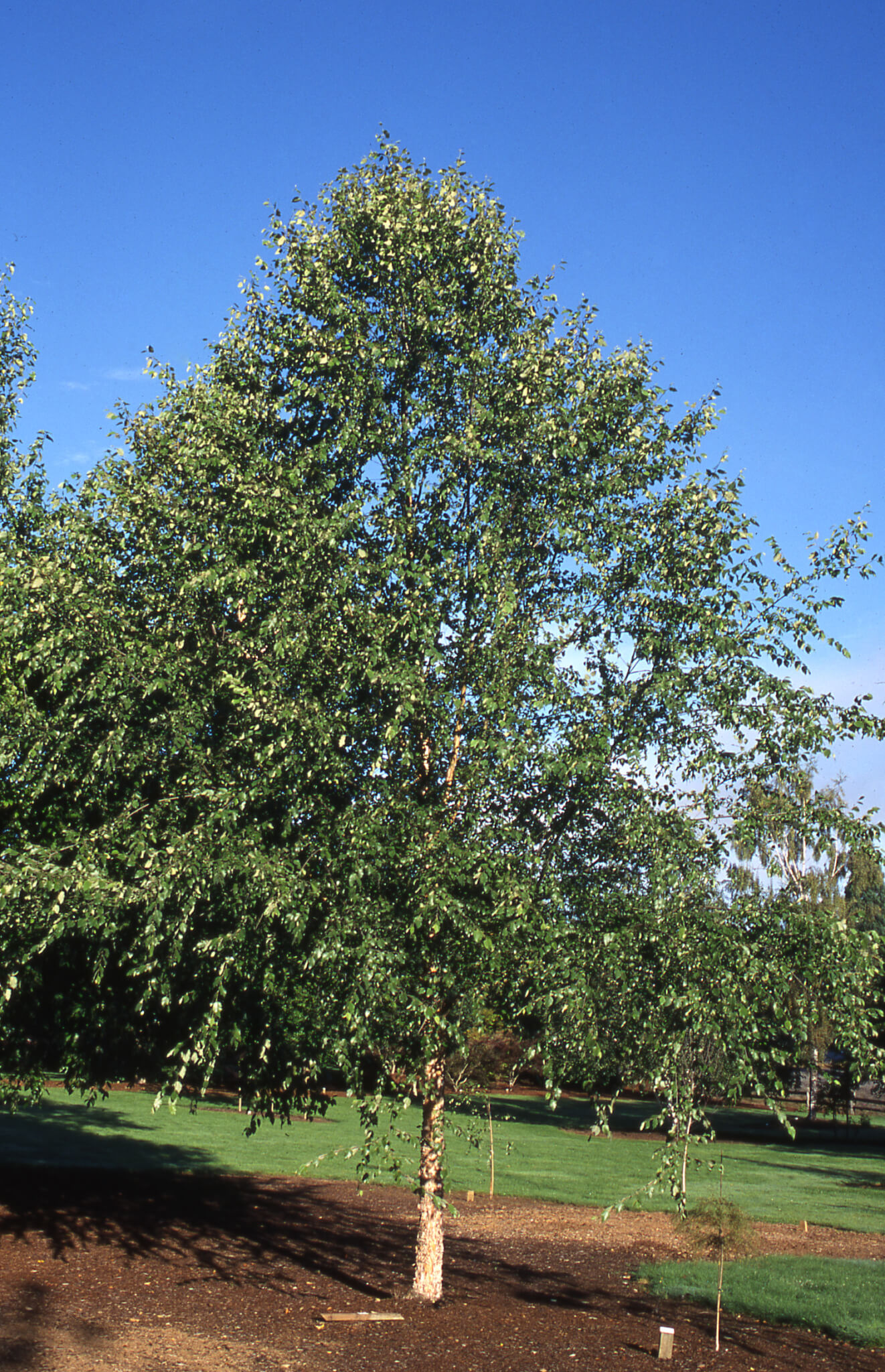 Темно березка. Береза черная Betula nigra. Береза Даурская (Betula dahurica). Береза черная Бетула Нигра. Betula nigra 'dura Heat' ..
