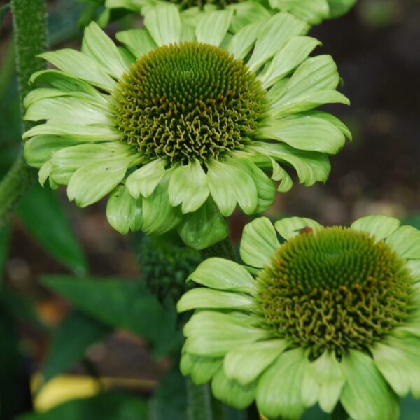 Coneflower, Green Jewel