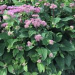Joe Pye Weed, Little Joe