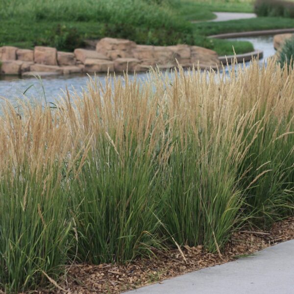 Grass, Feather Reed Karl Foerster