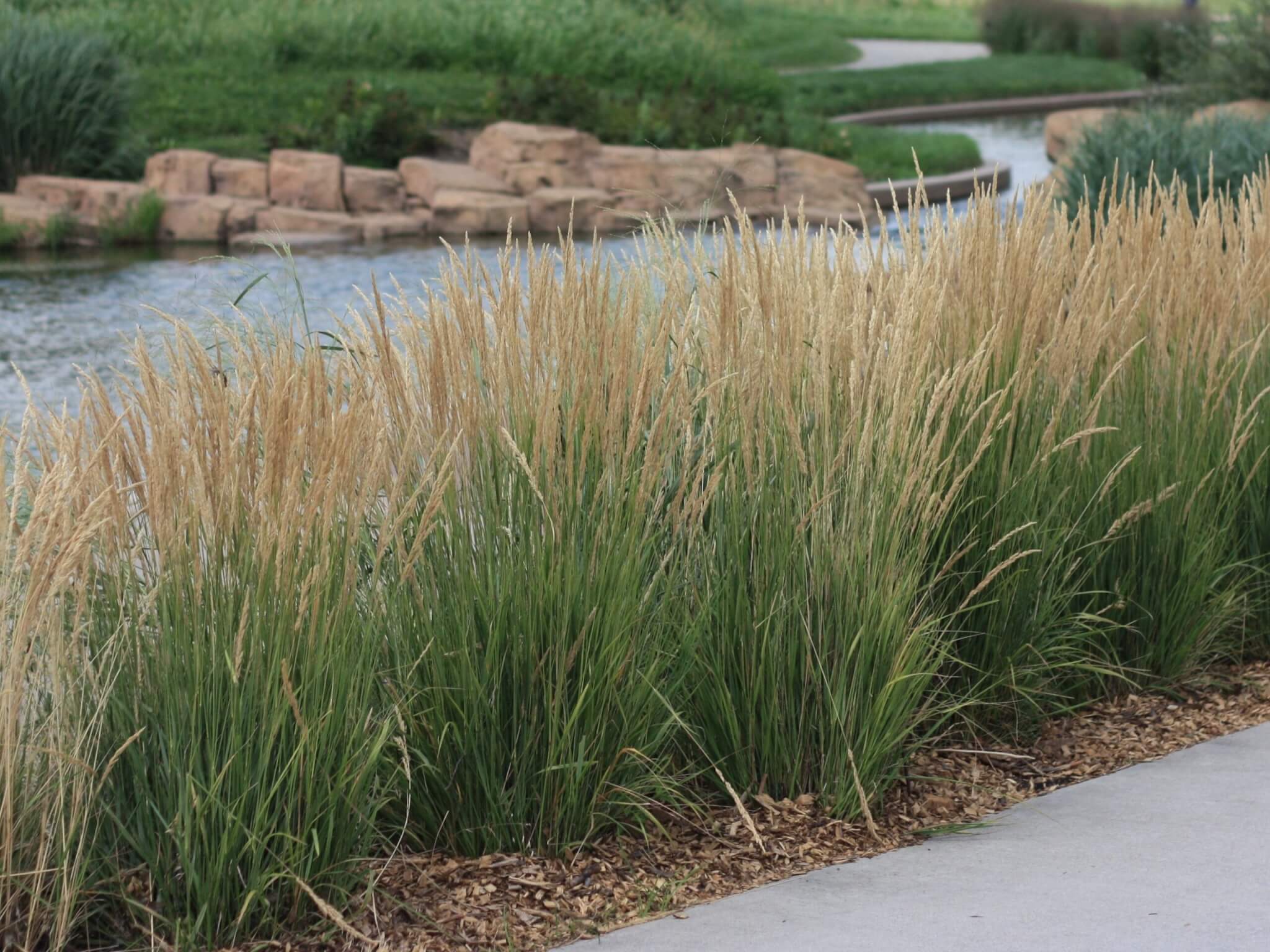 Grass, Feather Reed Karl Foerster | lupon.gov.ph